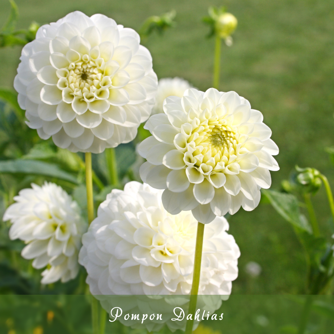 Pompon Dahlias