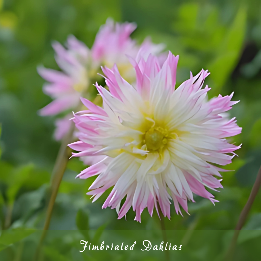 Fimbriated Dahlias