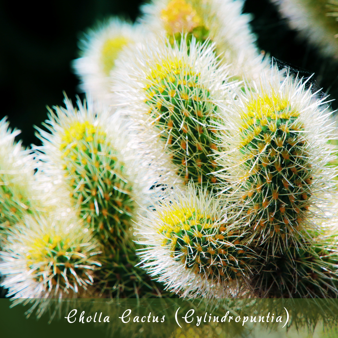 Cholla Cactus (Cylindropuntia)