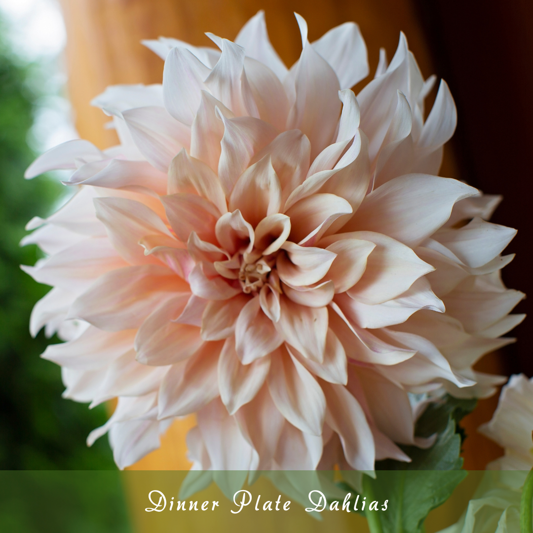 Dinner Plate Dahlias