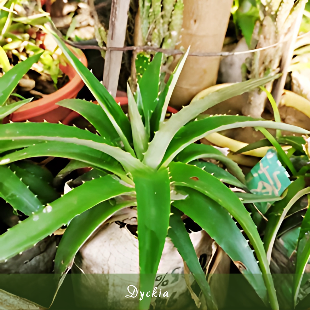 Dyckia