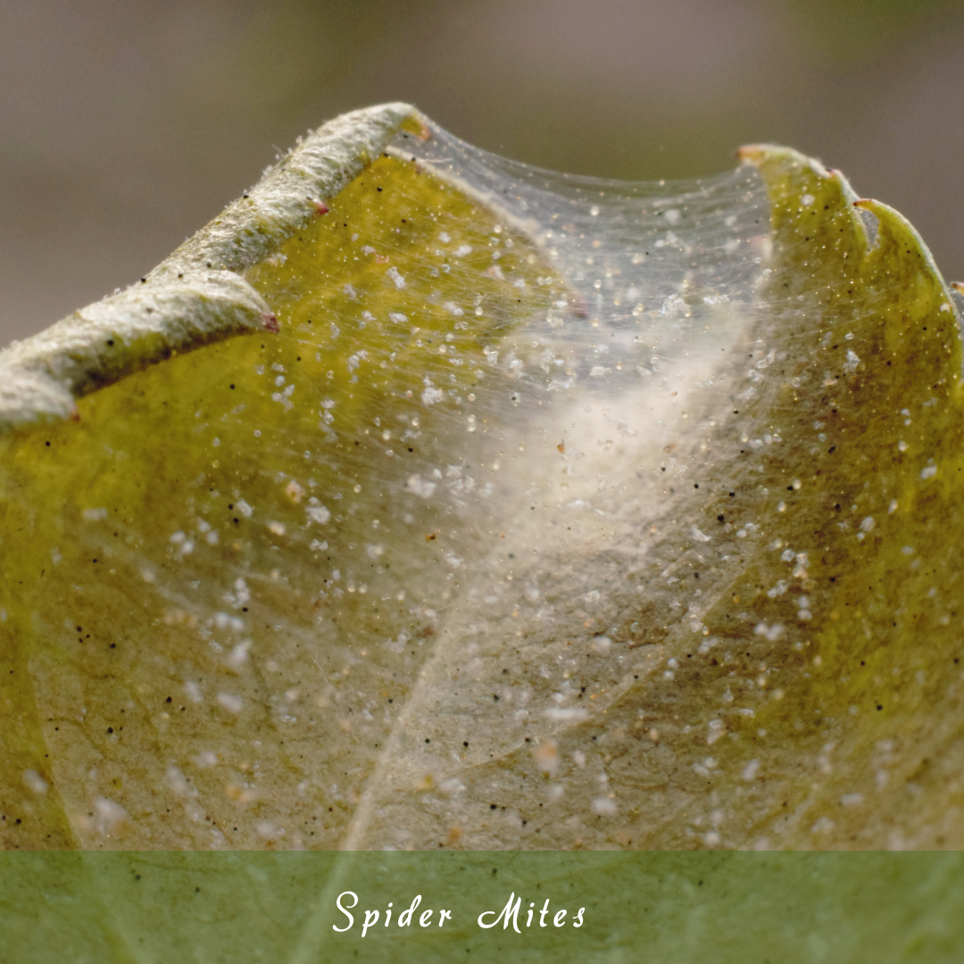 Spider Mites