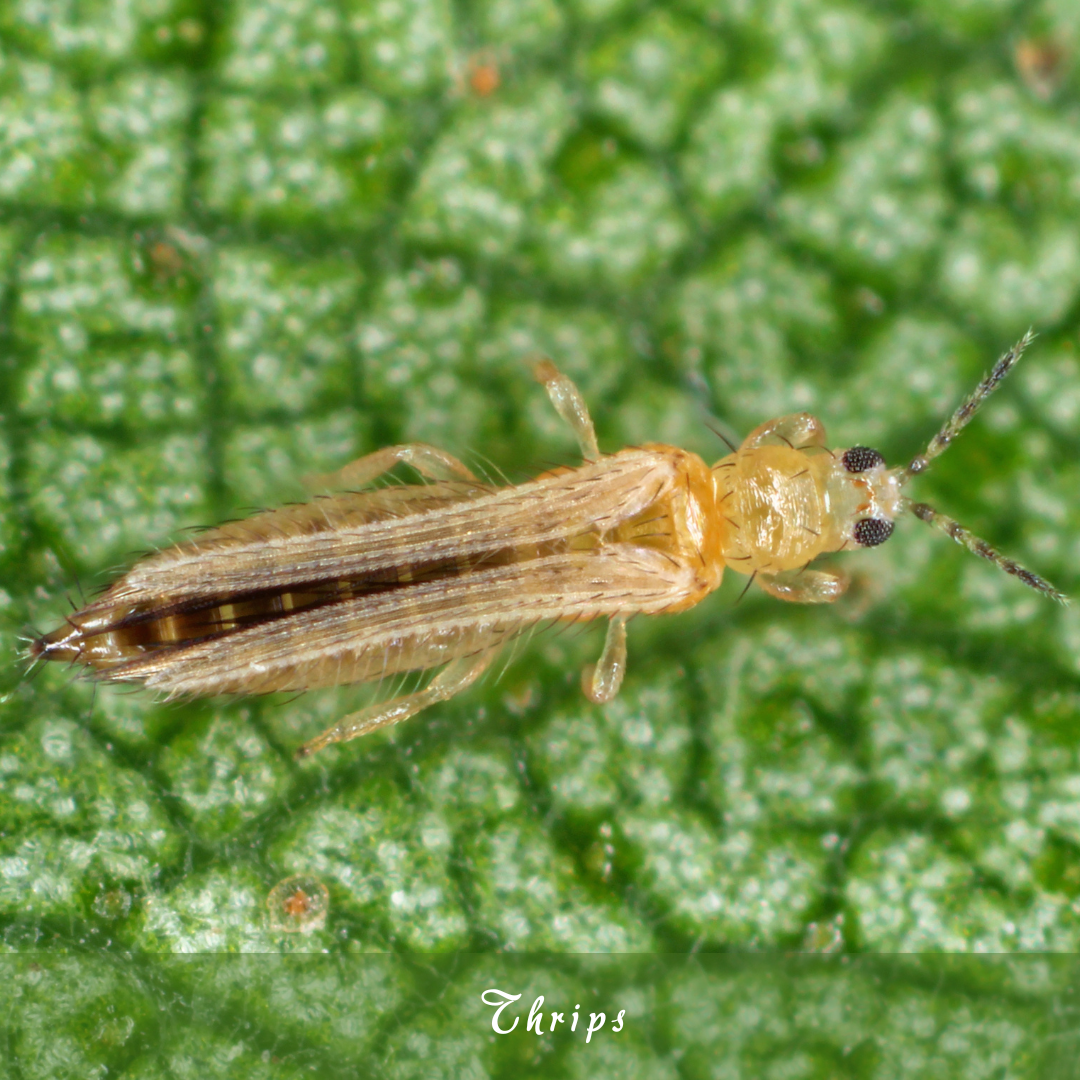 Thrips