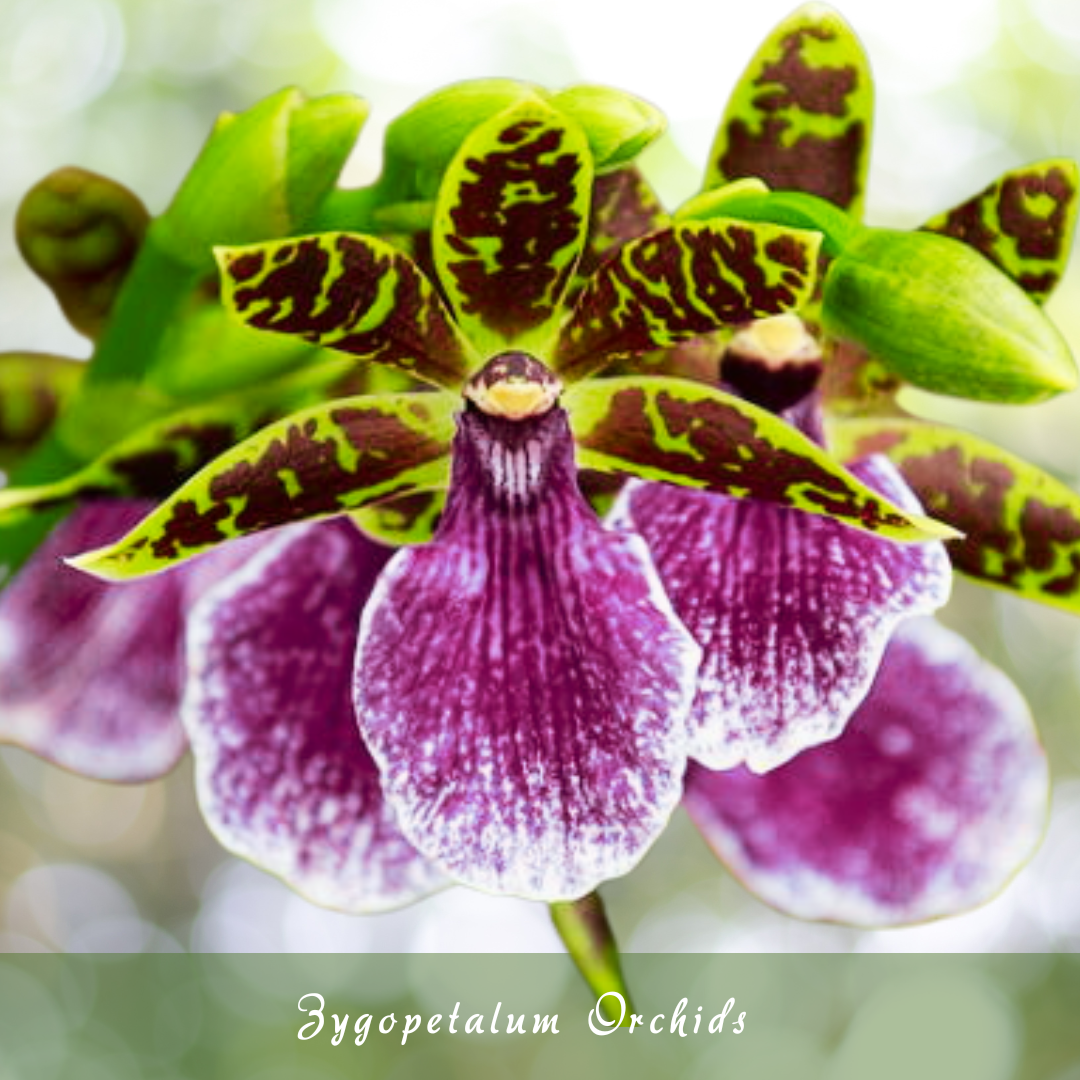 Zygopetalum Orchids