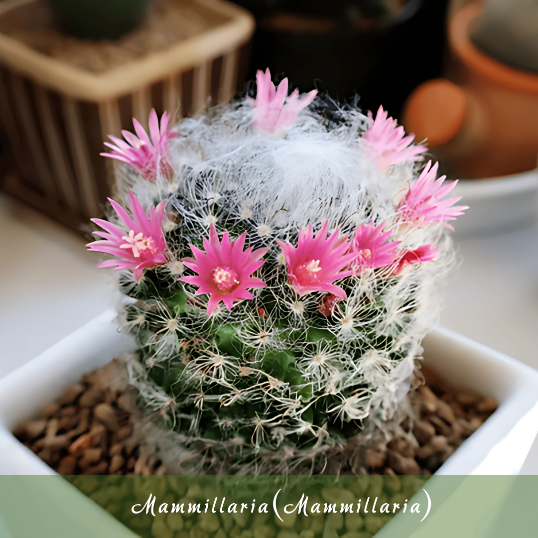 Mammillaria (Mammillaria)