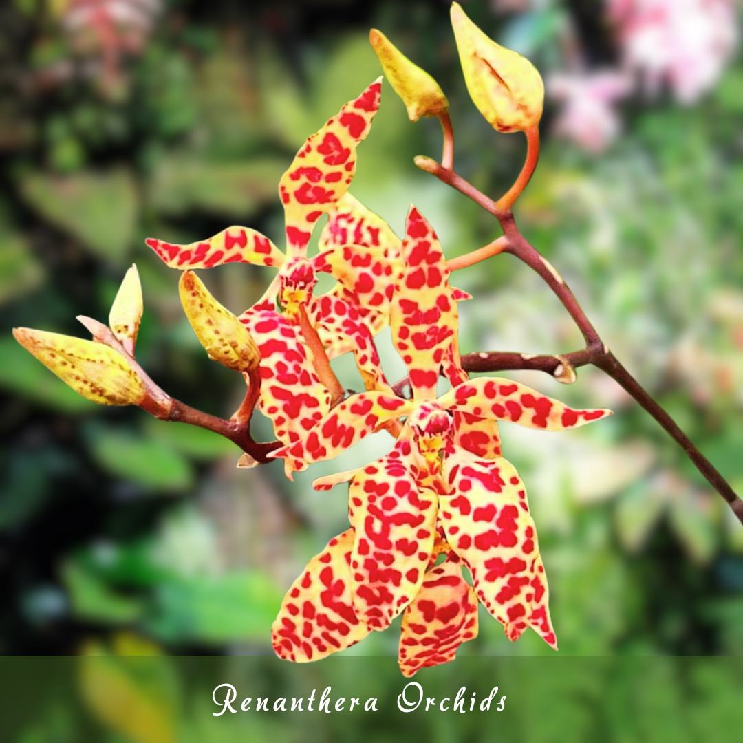 Renanthera Orchids