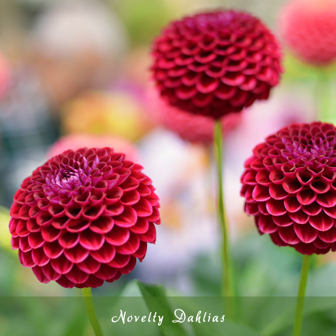 Novelty Dahlias