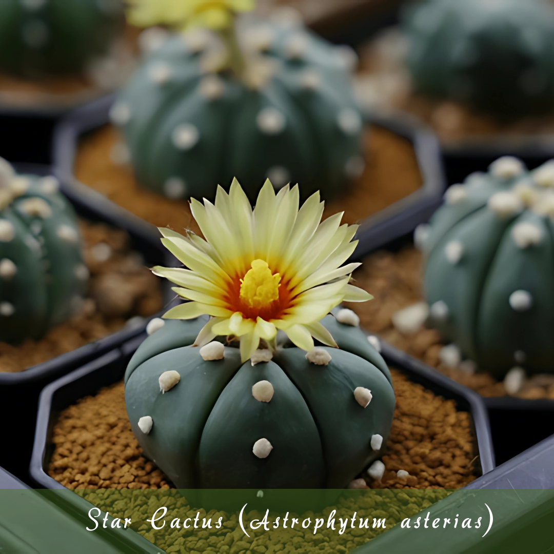 Star Cactus (Astrophytum asterias)