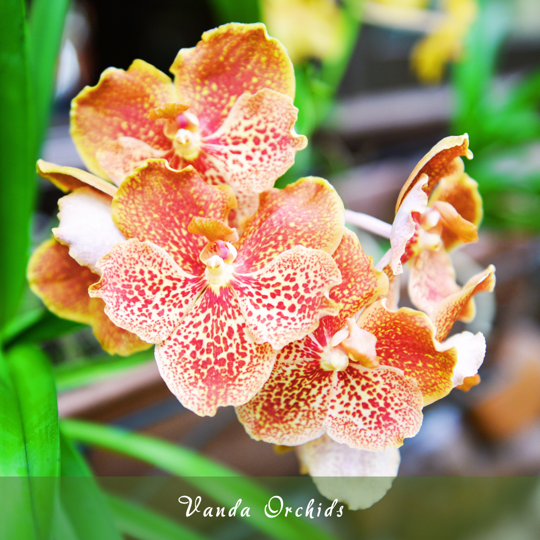 Vanda Orchids