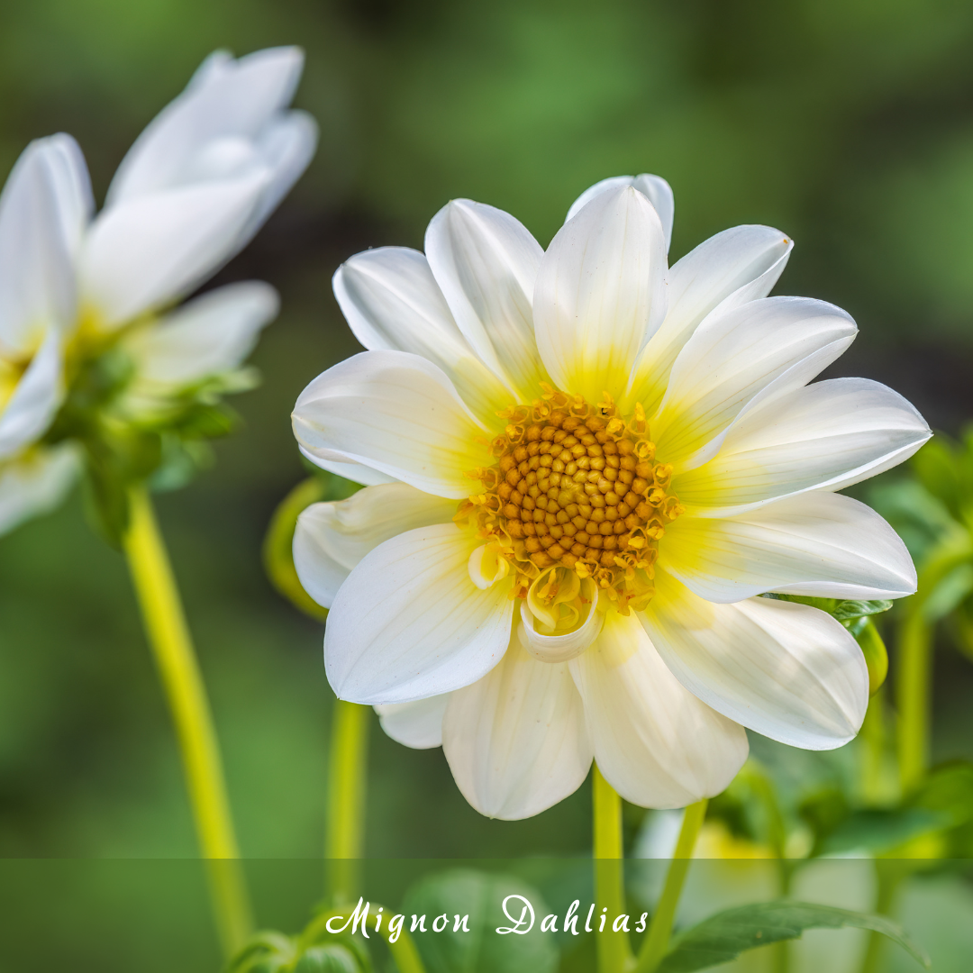 Mignon Dahlias