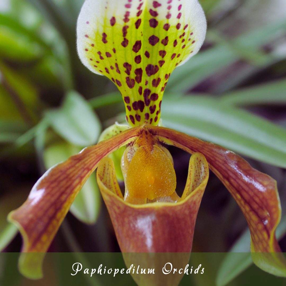 Paphiopedilum Orchids (Lady Slipper Orchids)