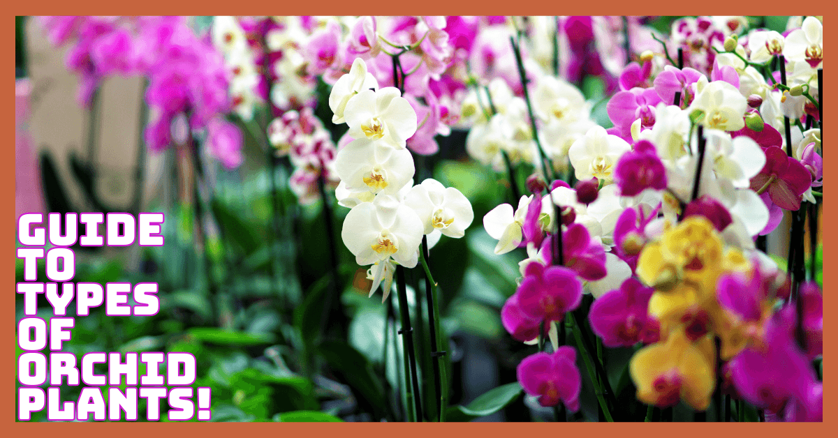 A Comprehensive Guide To The Types Of Orchid Plants