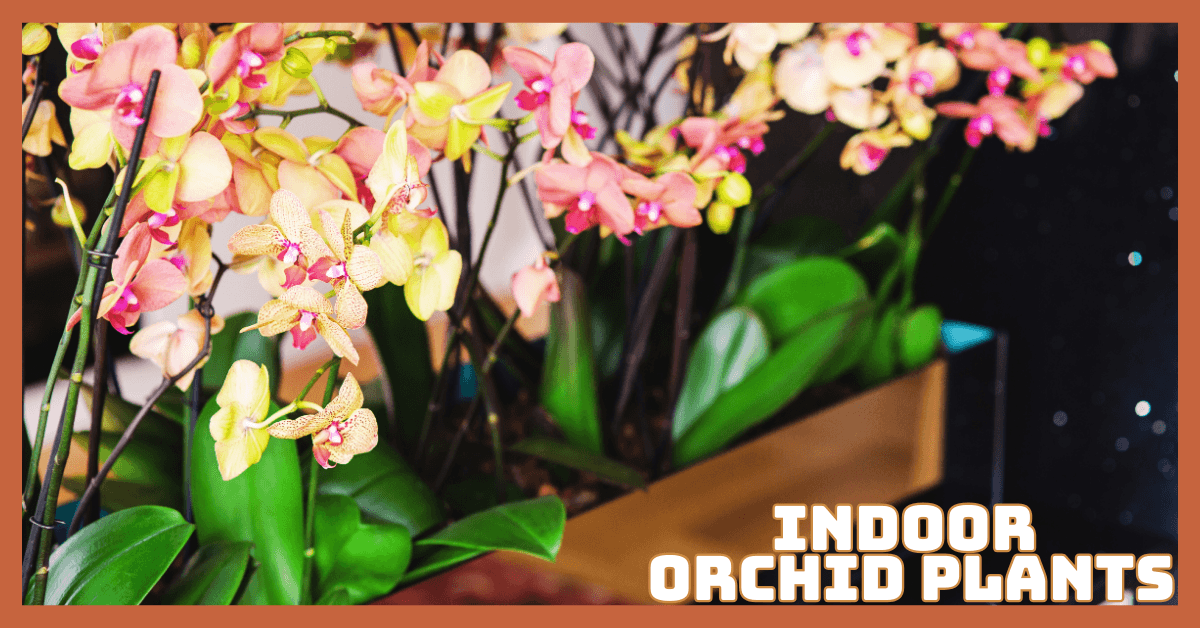 Indoor Orchid Plants That Transform Your Space