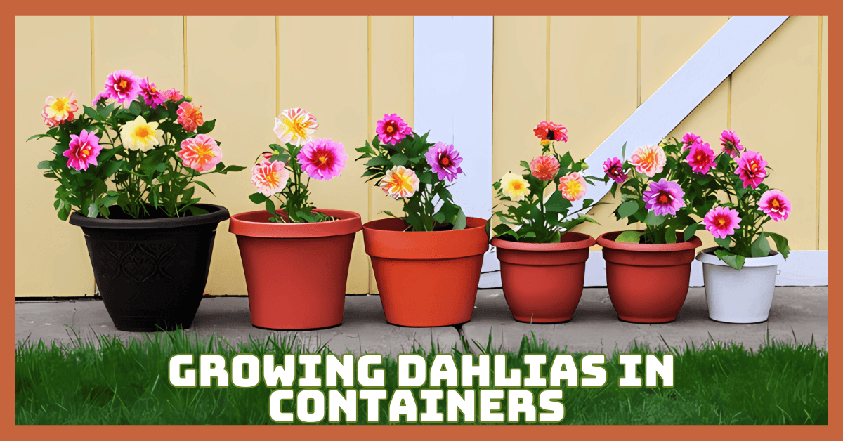 Master Growing Dahlias In Containers