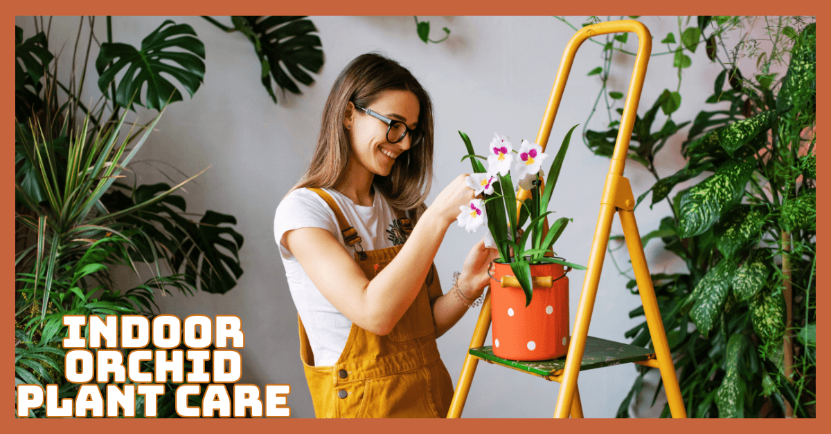 Ultimate Guide To Indoor Orchid Plant Care