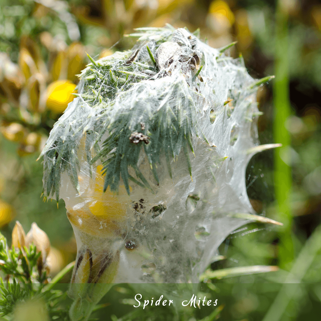 Spider Mites