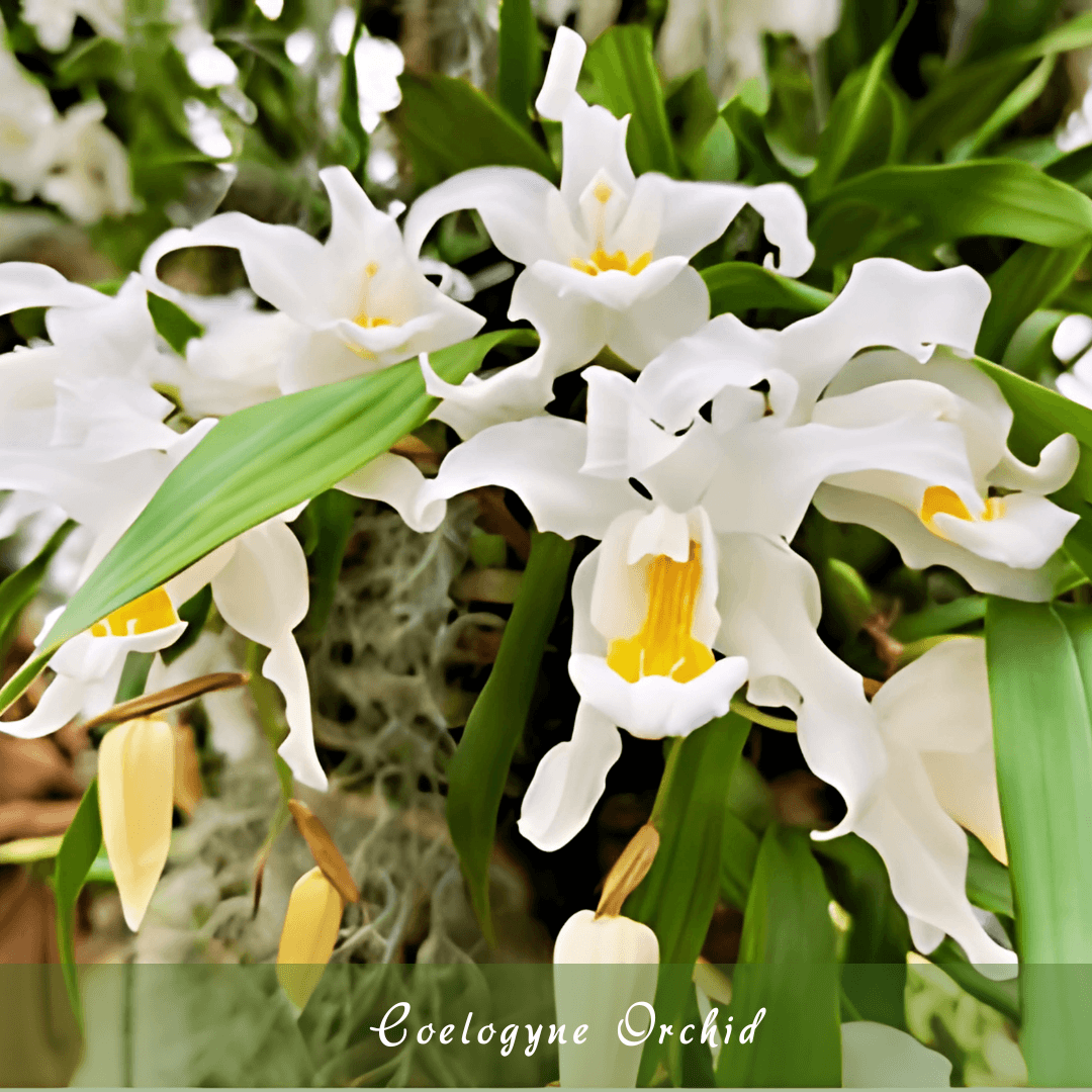 Coelogyne Orchid