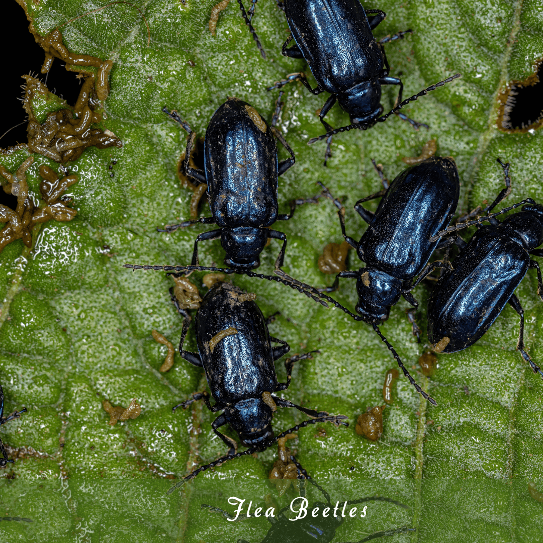 Flea Beetles