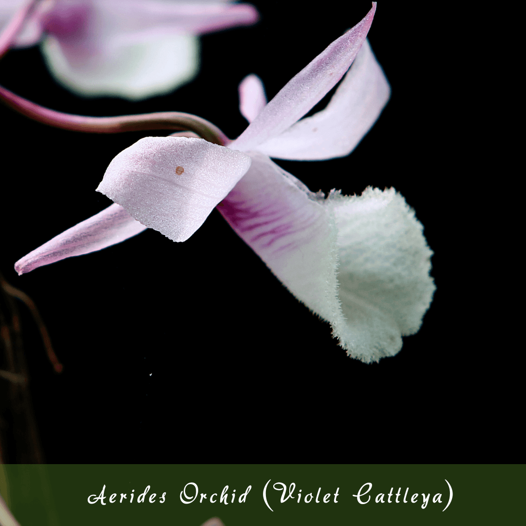 Aerides Orchid (Fox Brush Orchid)