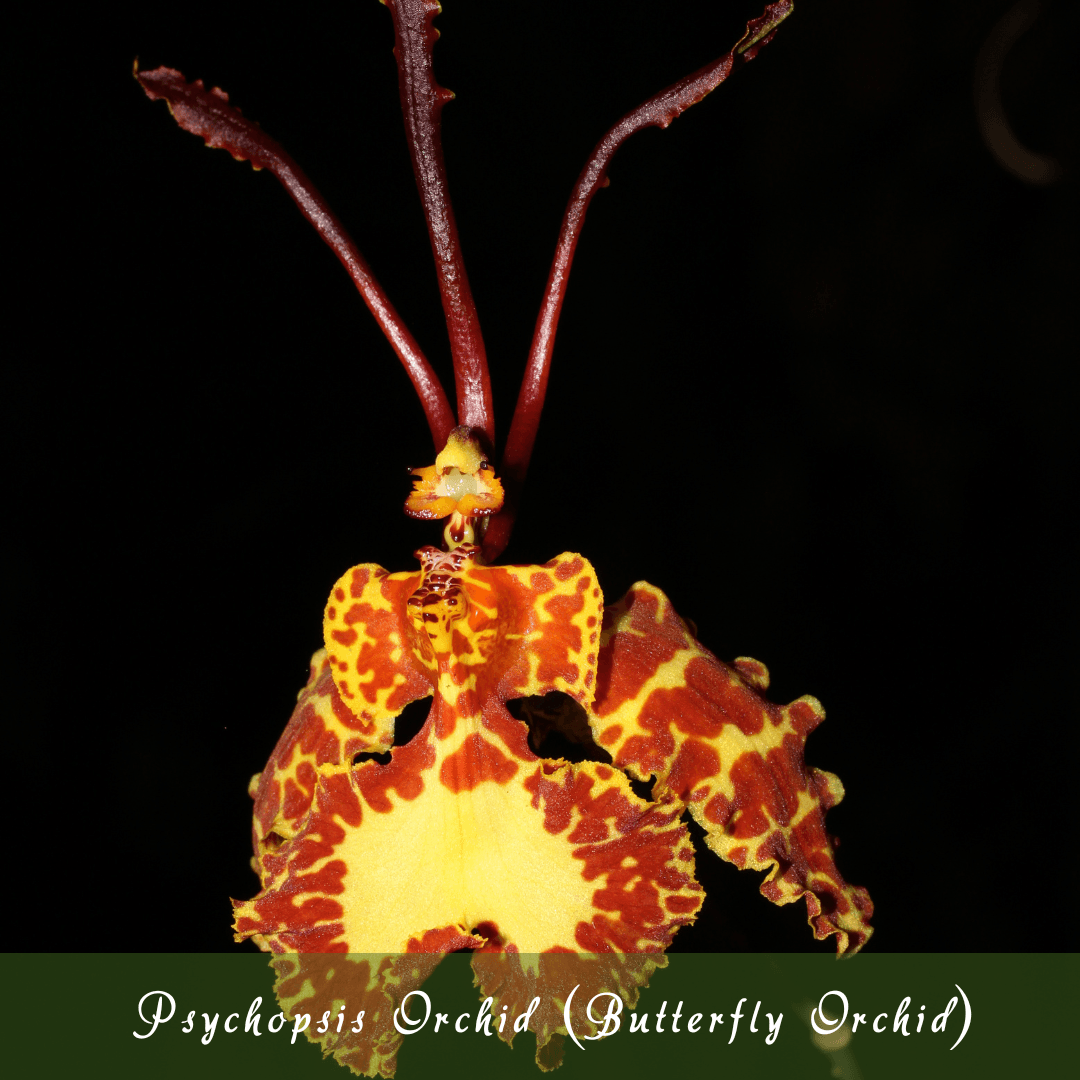 Psychopsis Orchid (Butterfly Orchid)