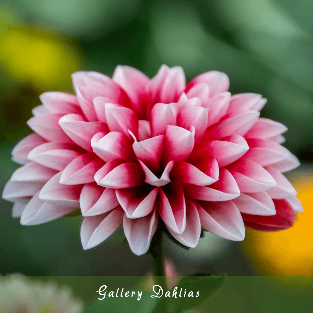 Gallery Dahlias (Dwarf Dahlias)