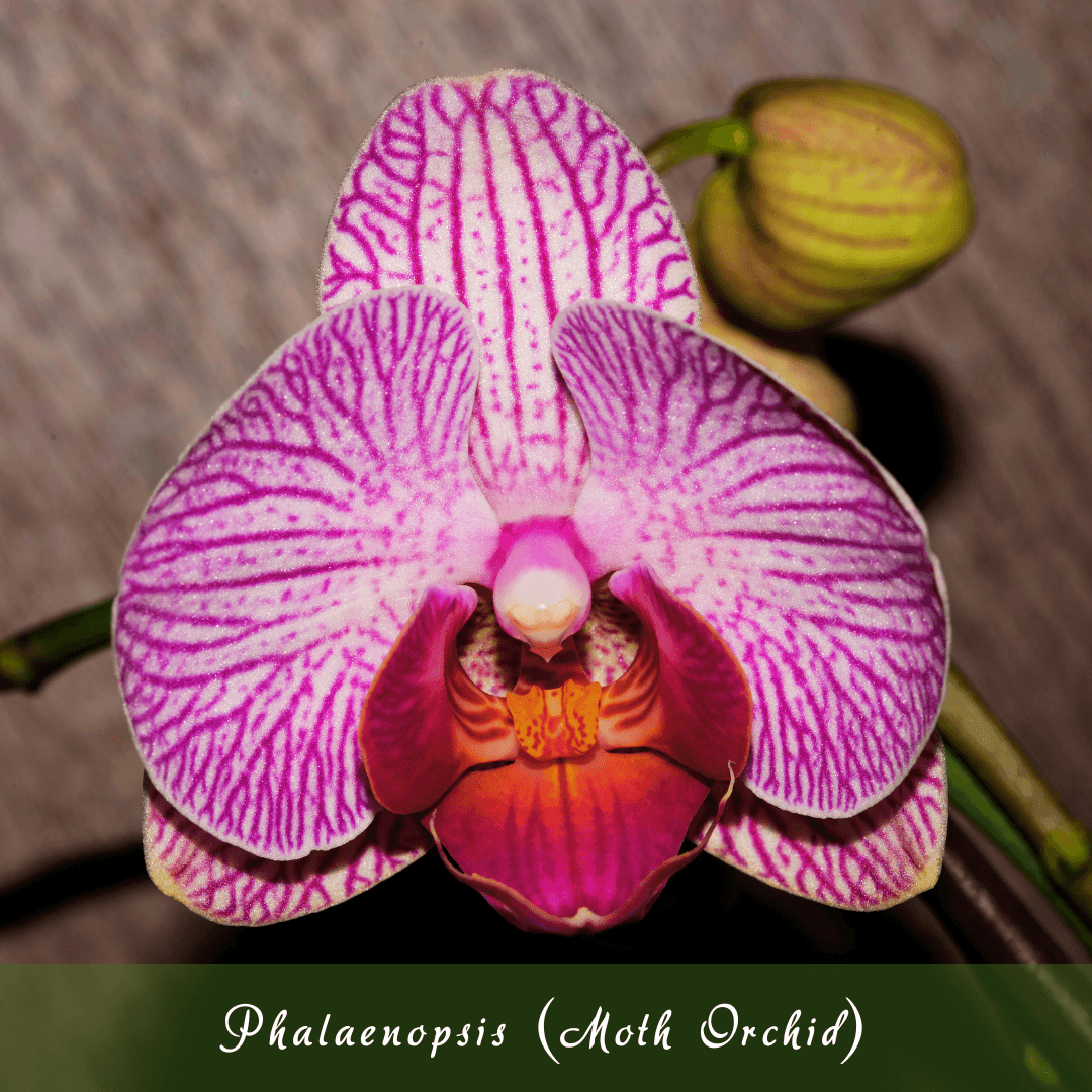 Phalaenopsis (Moth Orchid)