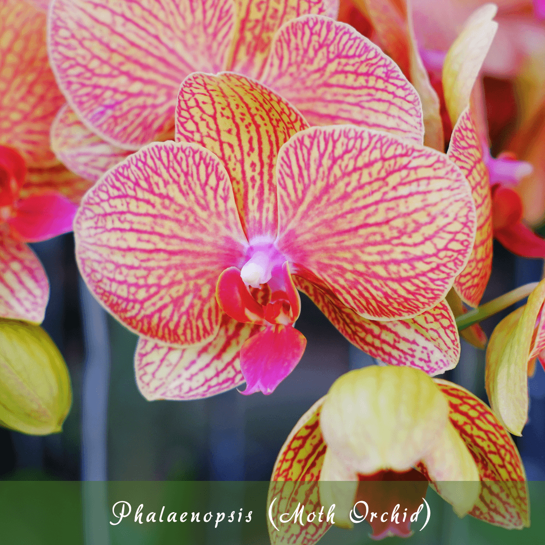 Phalaenopsis (Moth Orchid)