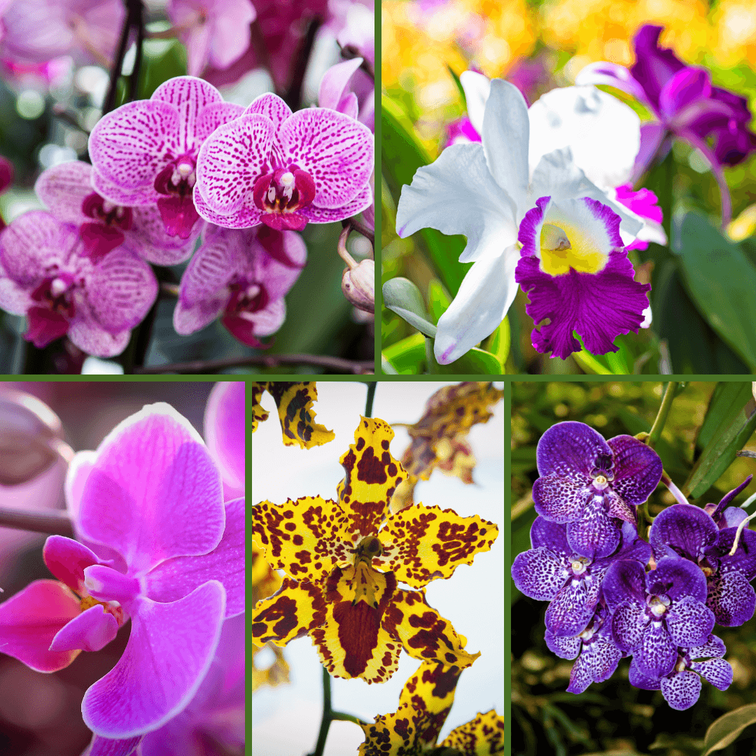 Understanding Orchids