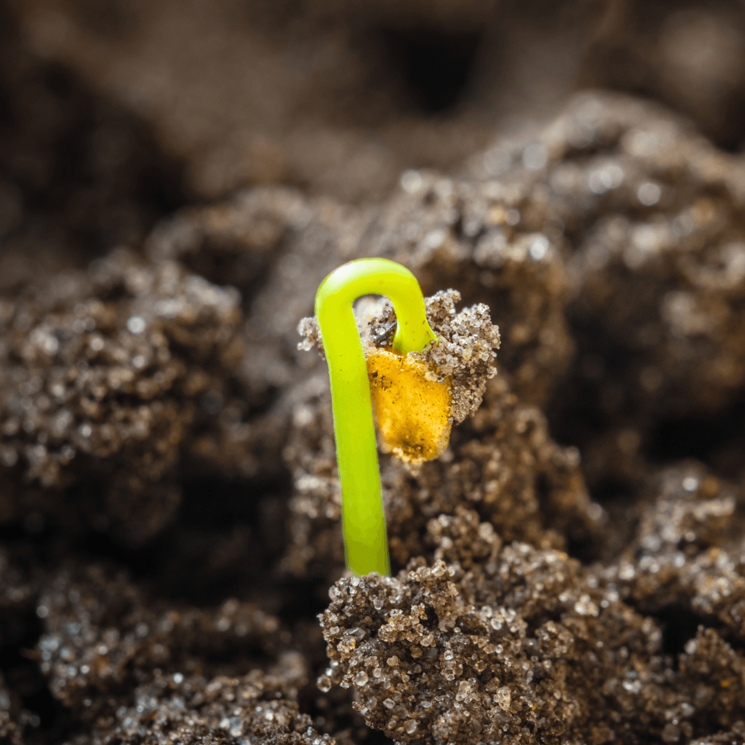 Why Grow Dahlias From Seeds?