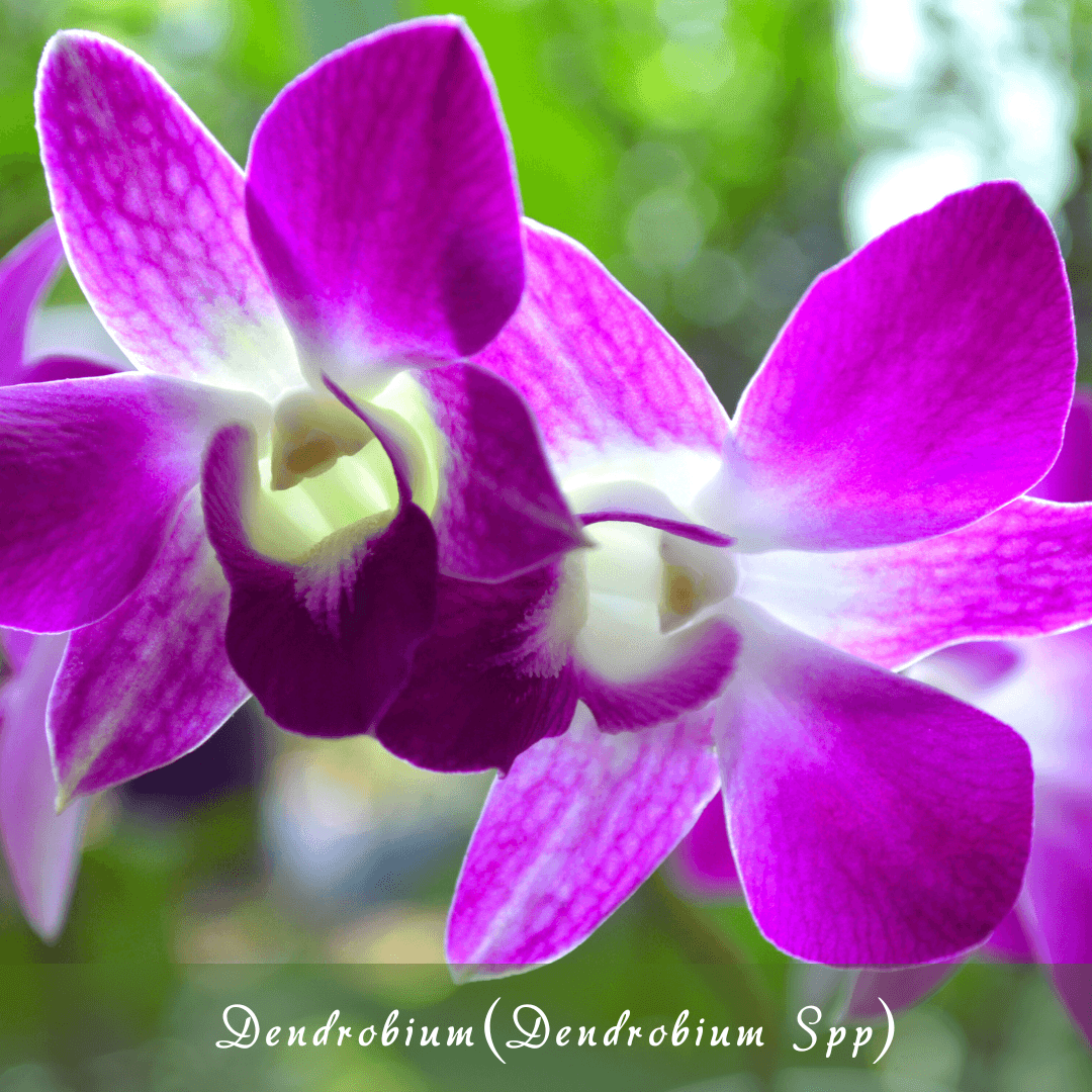 Dendrobium (Dendrobium spp.)