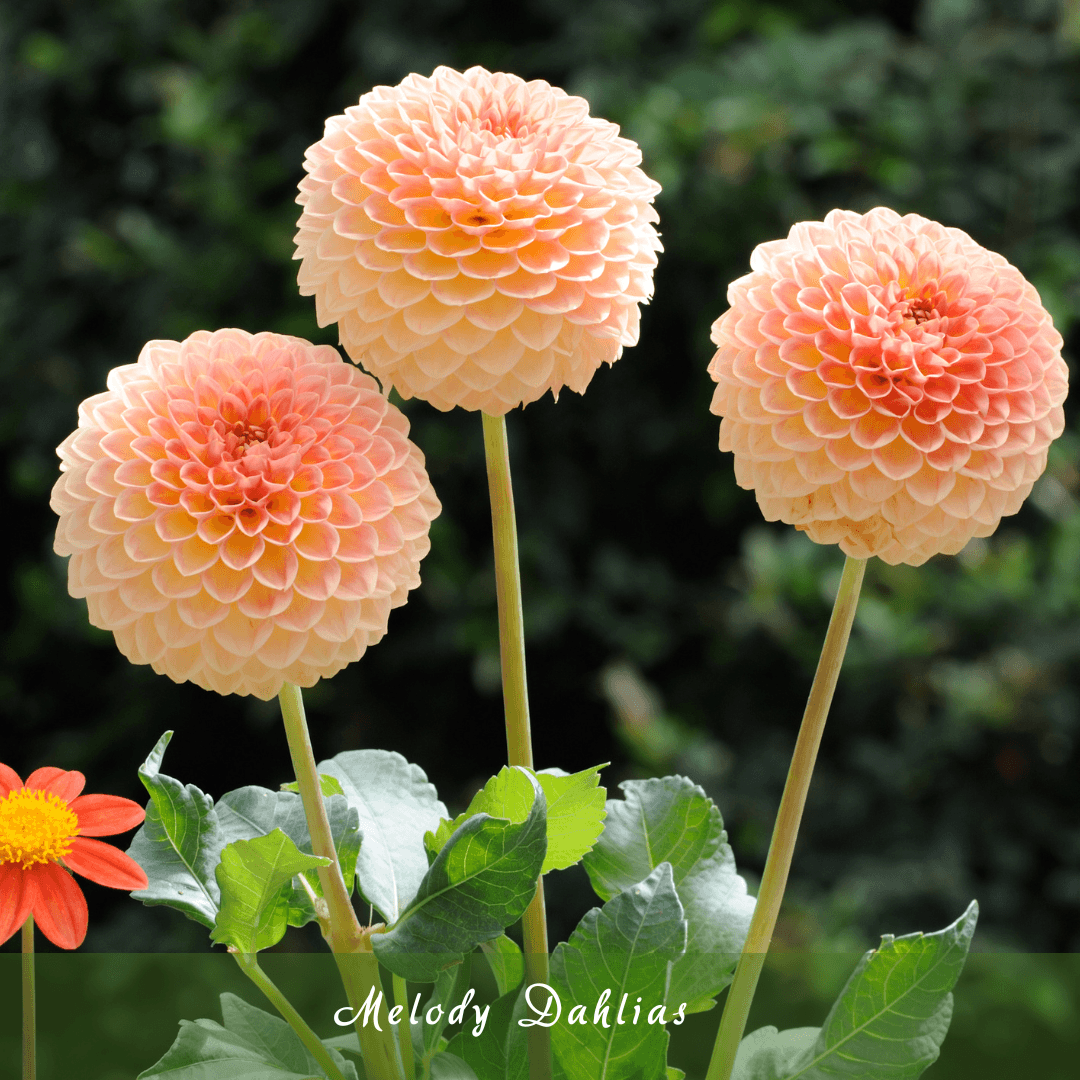 Melody Dahlias