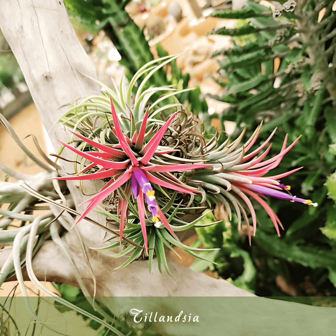 Tillandsia