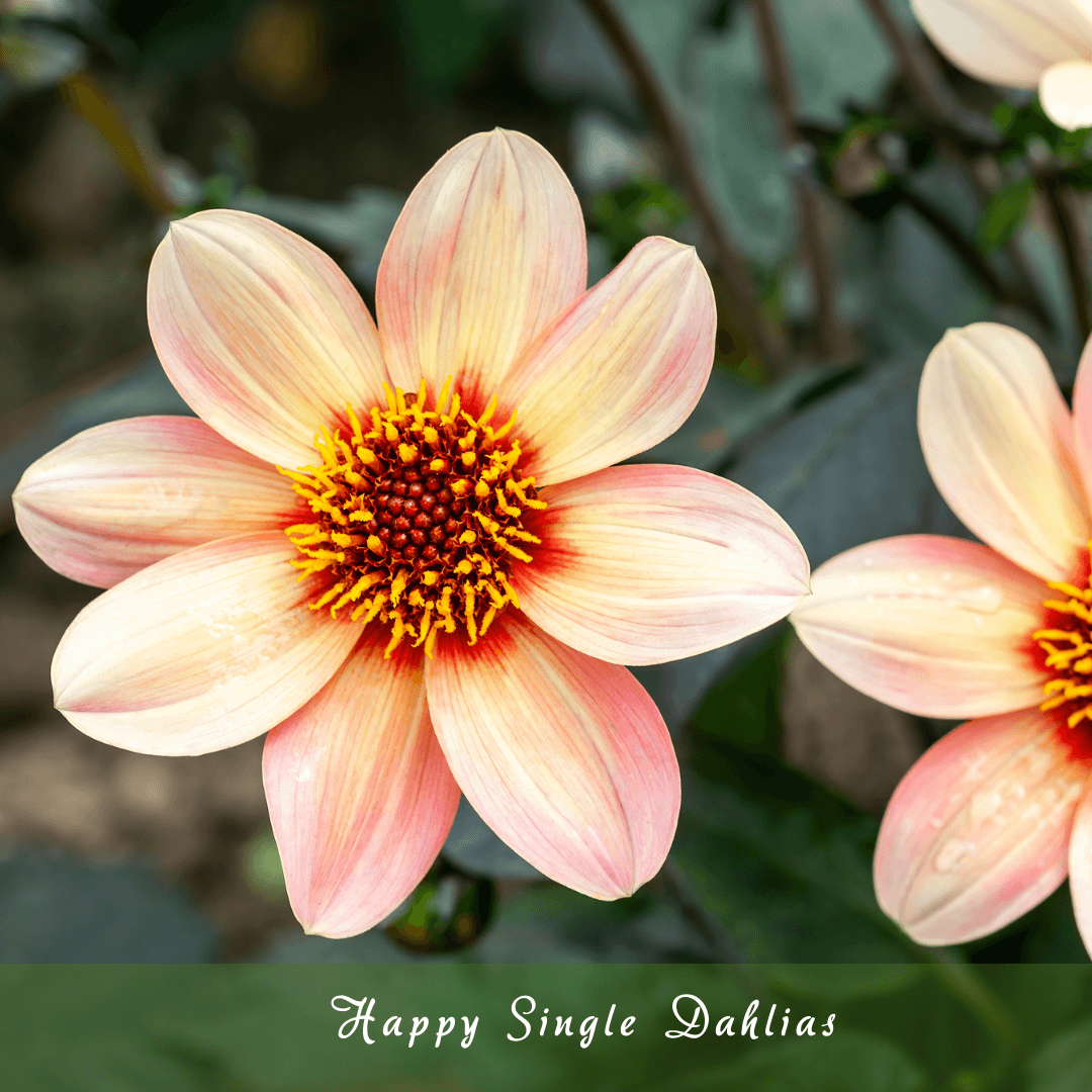 Happy Single Dahlias (Bee-Friendly & Compact)