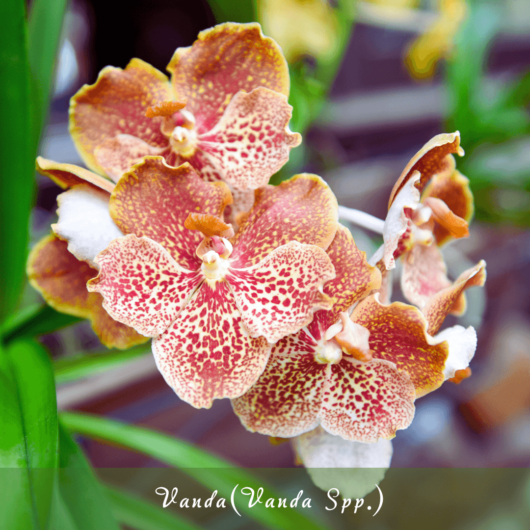 Vanda (Vanda spp.)