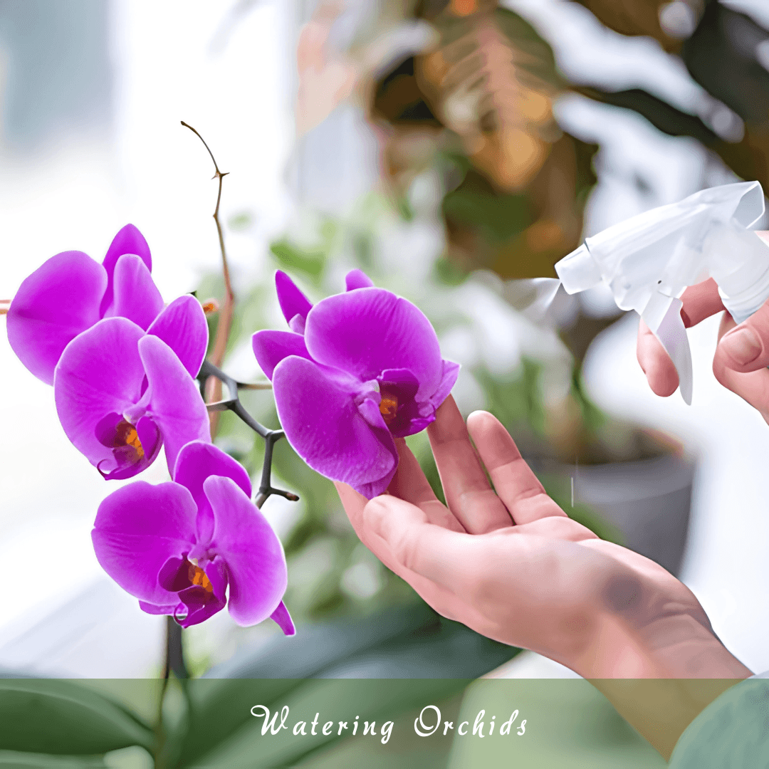 Watering Orchids