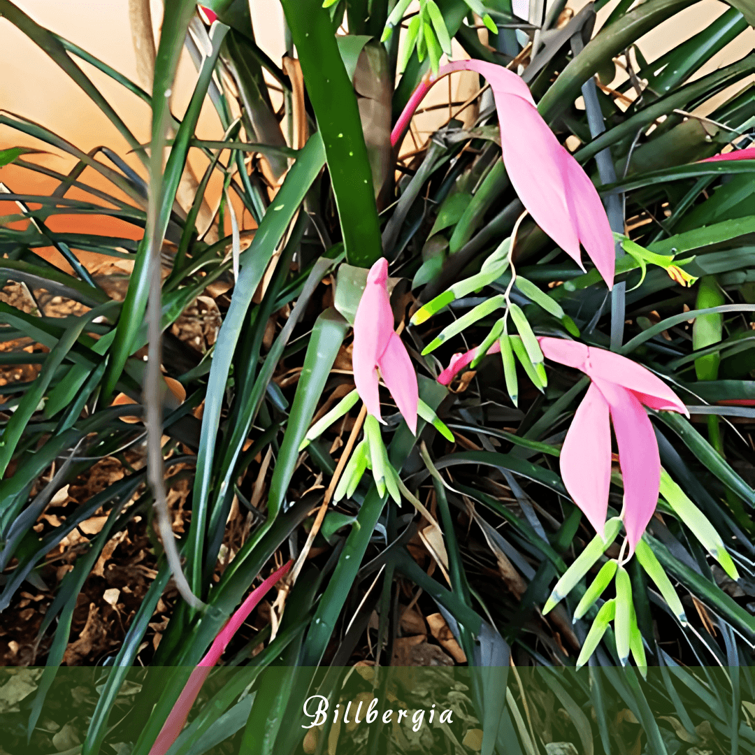 Billbergia