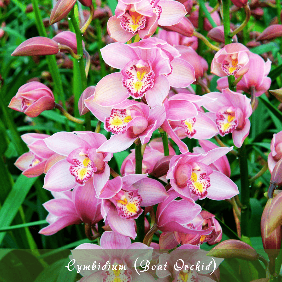 Cymbidium (Boat Orchid)