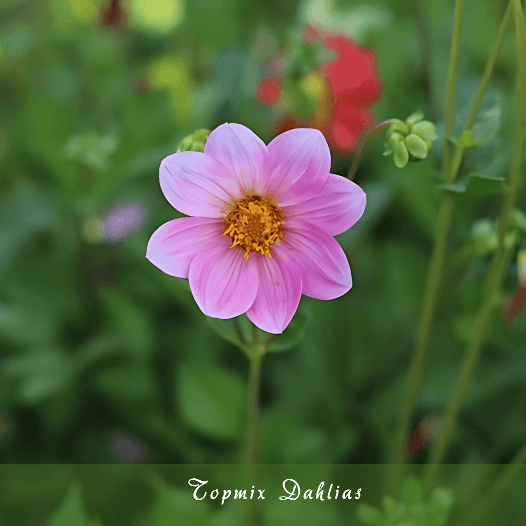 Topmix Dahlias (Miniature & Prolific Bloomers)