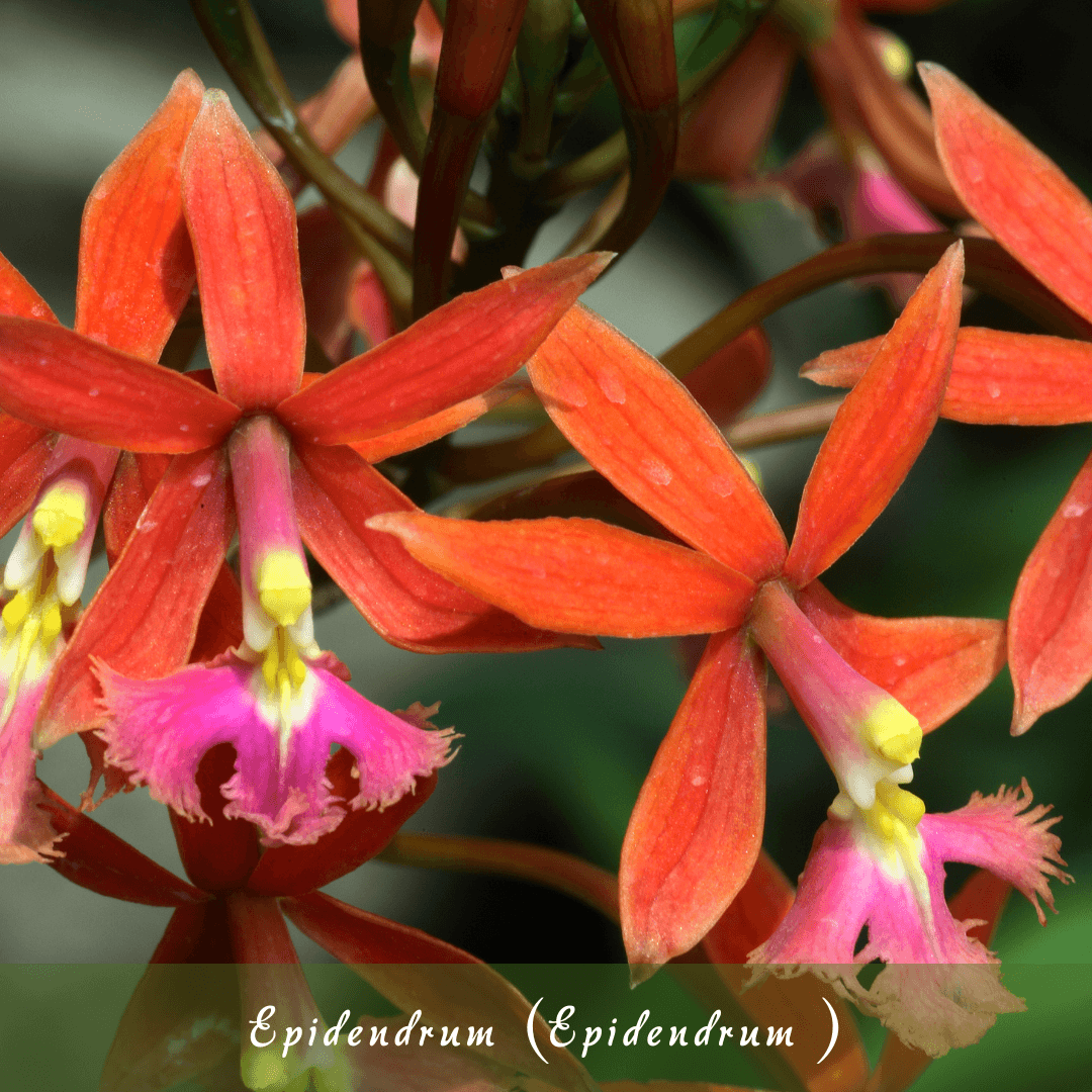 Epidendrum (Epi)