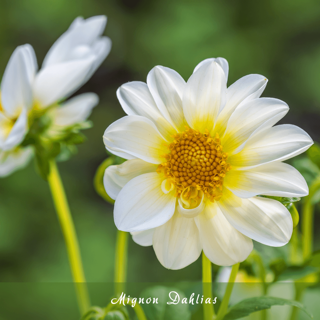 Mignon Dahlias (Perfect for Small Spaces)