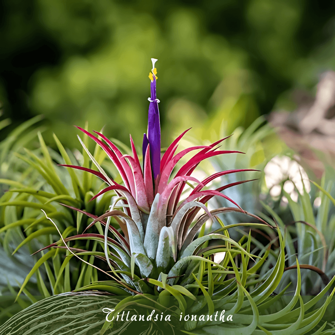 Tillandsia ionantha