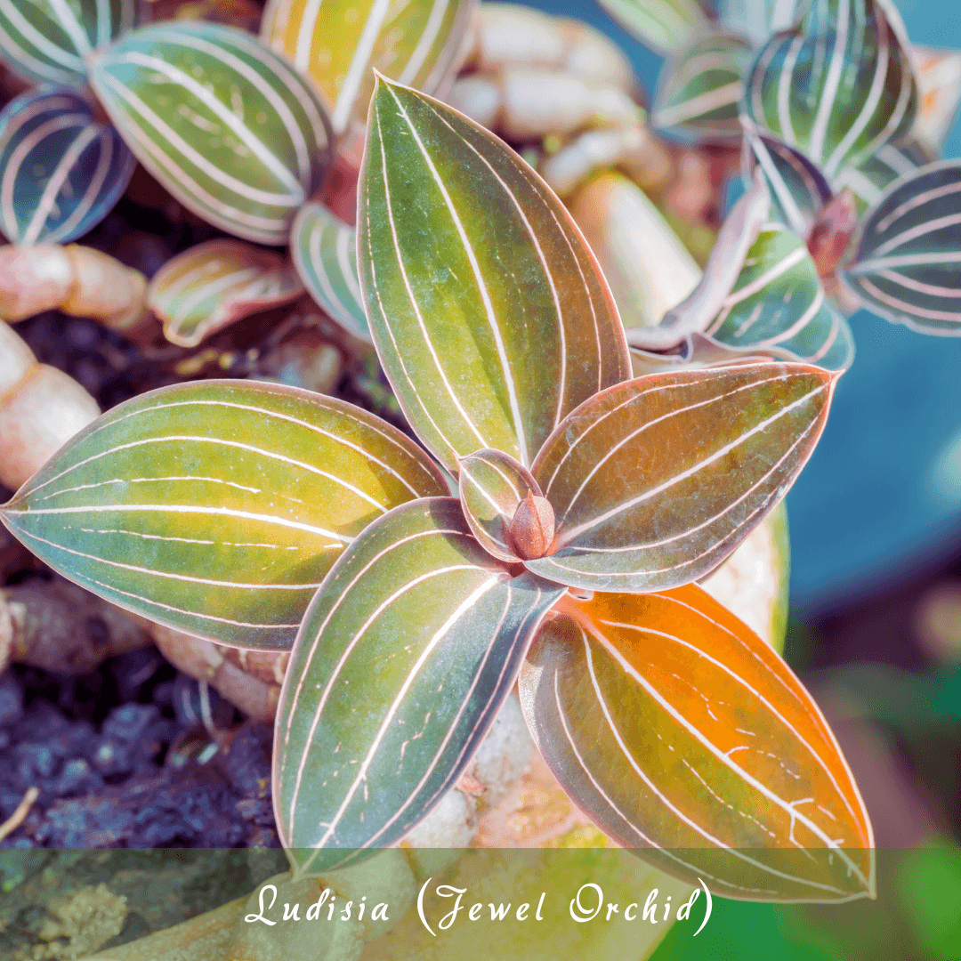 Ludisia (Jewel Orchid)