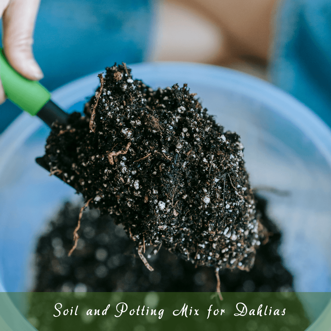 Soil And Potting Mix For Dahlias