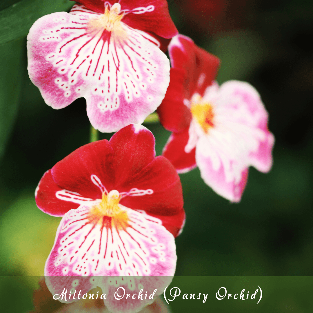 Miltonia Orchid (Pansy Orchid)