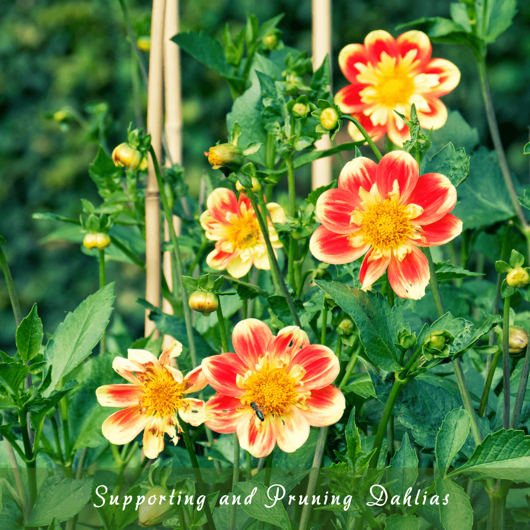 Supporting And Pruning Dahlias