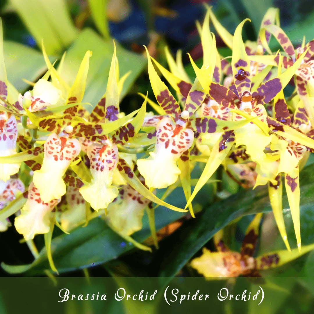 Brassia Orchid (Spider Orchid)