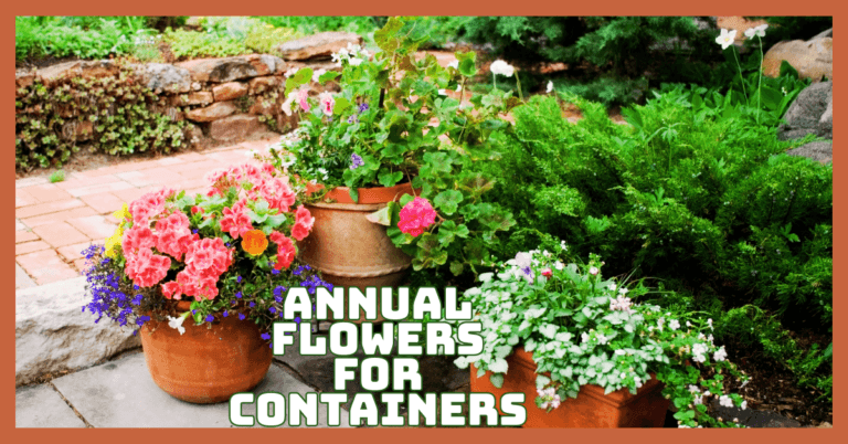 Best Annual Flowers For Containers