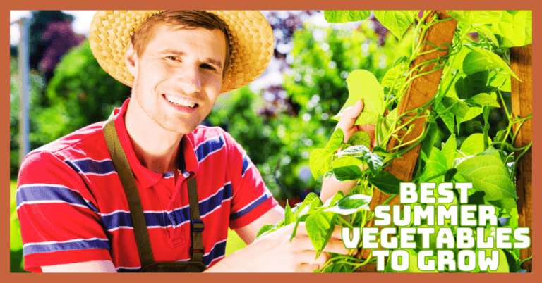 Best Summer Vegetables To Grow For A Thriving Garden