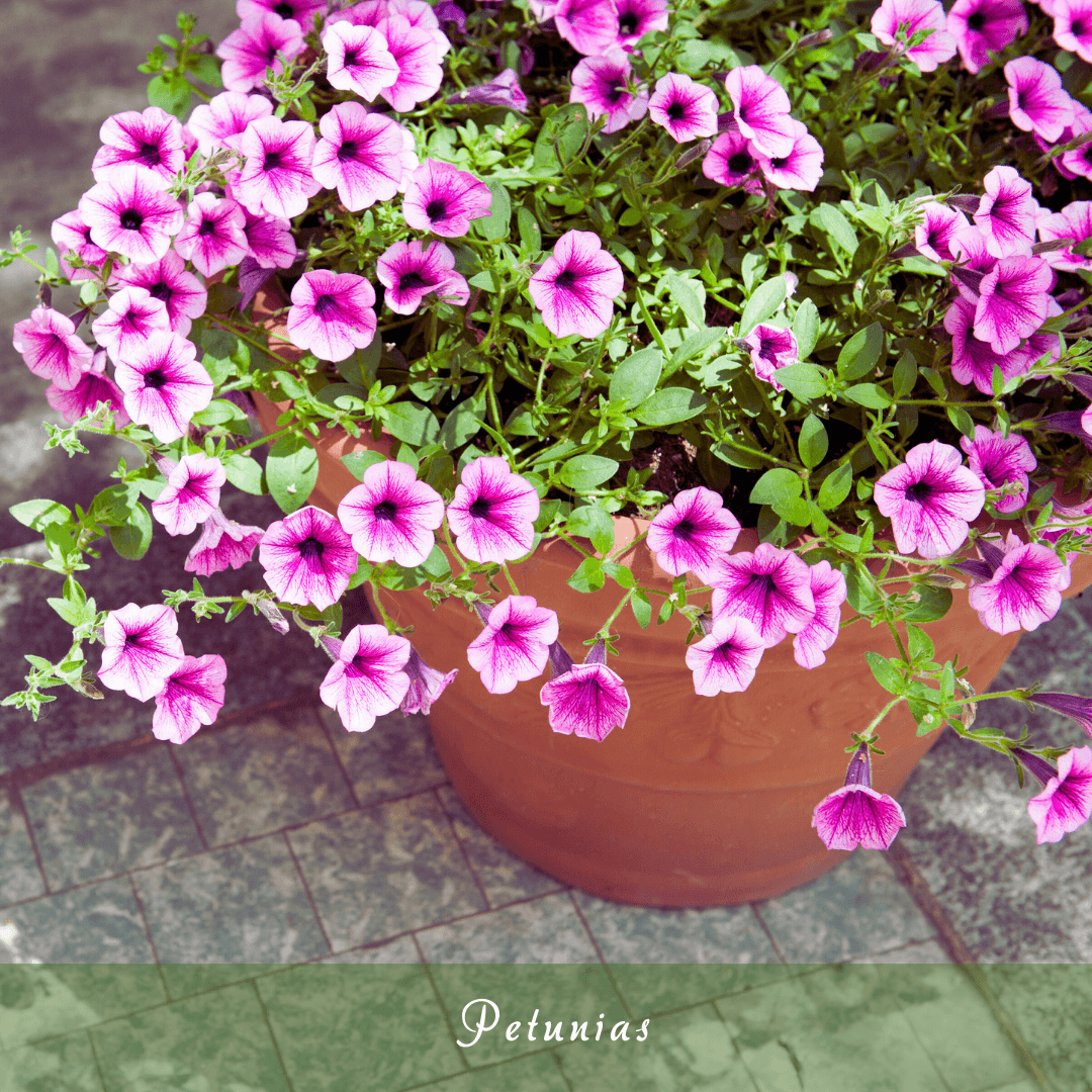 Petunias (Petunia spp.)