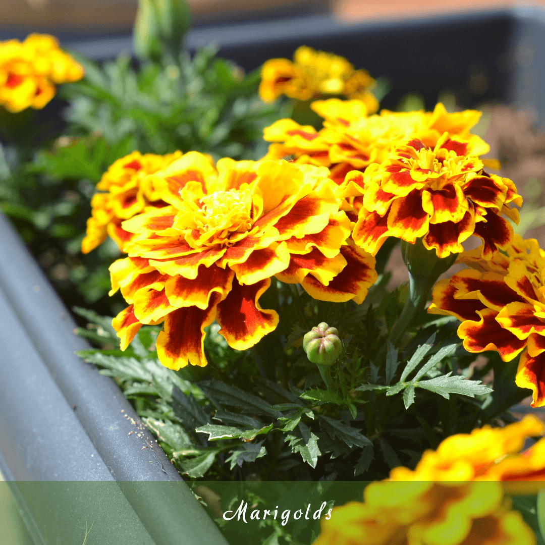 Marigolds (Tagetes spp.)